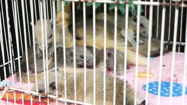 可爱的松鼠过度拥挤的笼子里毛茸茸的松鼠说谎软毛巾角落里过度拥挤的小笼子里查图恰克市场曼谷泰国